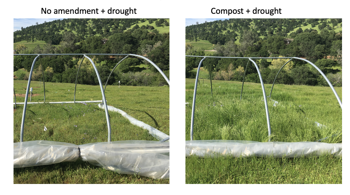 Compost amendments boost productivity under drought conditions